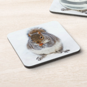 Posavasos Una ardilla linda comiendo una nuez