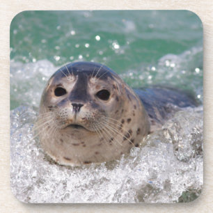 Posavasos Una cría de foca haciendo surf