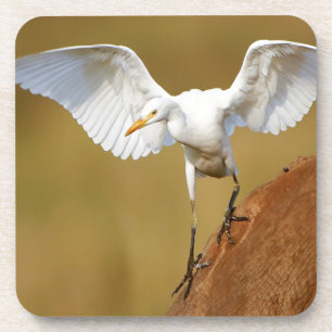 Posavasos Una garceta bueyera (Bubulcus Ibis) desciende