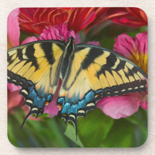 Posavasos Una mariposa cola de golondrina tigre