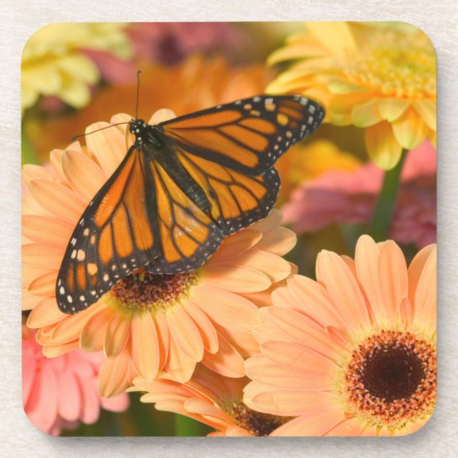 Posavasos Una Mariposa Manto de Luto (Frente)
