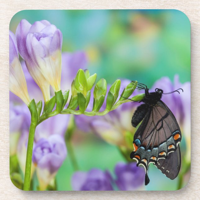 Posavasos Una Mariposa Monarca | Danaus Plexippus (Frente)