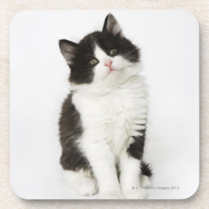 Posavasos Una mirada que se sienta del gatito joven en la