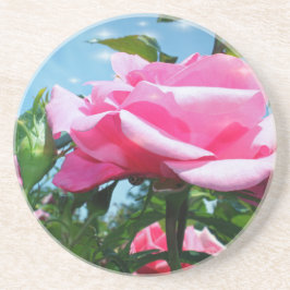 Posavasos Una rosa rosa grandiosa en el cielo azul. Fotograf