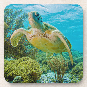 Posavasos Una tortuga verde en los filones bajos de Bonaire