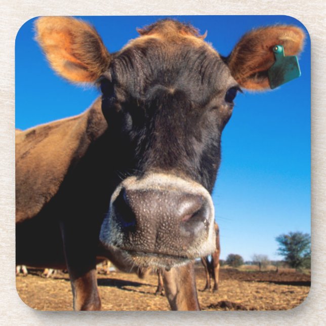 Posavasos Una vaca Jersey siendo curiosa (Frente)