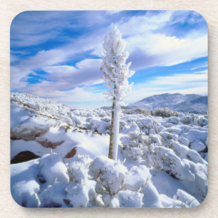 Posavasos Una yuca cubierta de nieve