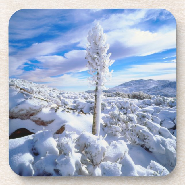 Posavasos Una yuca cubierta de nieve (Frente)
