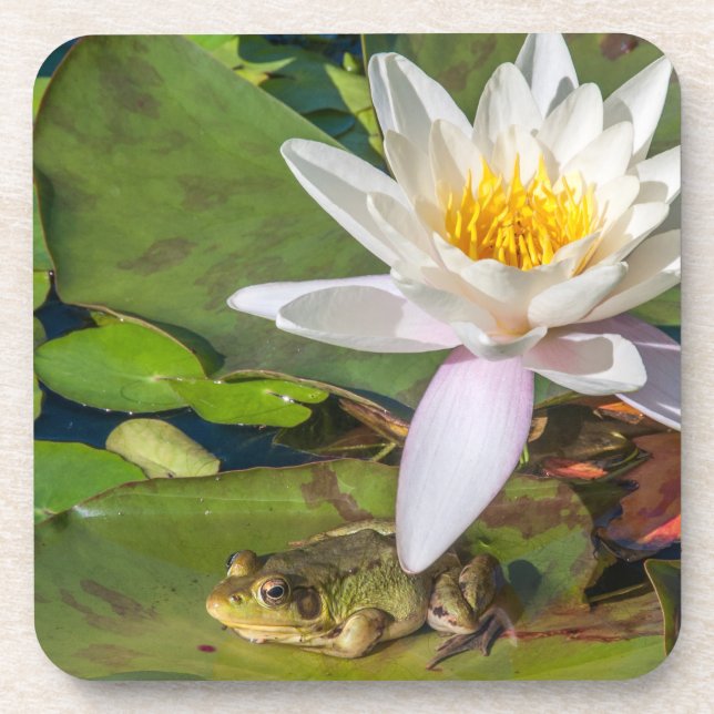Posavasos Une grenouille sous une fleur de nénuphar (Frente)
