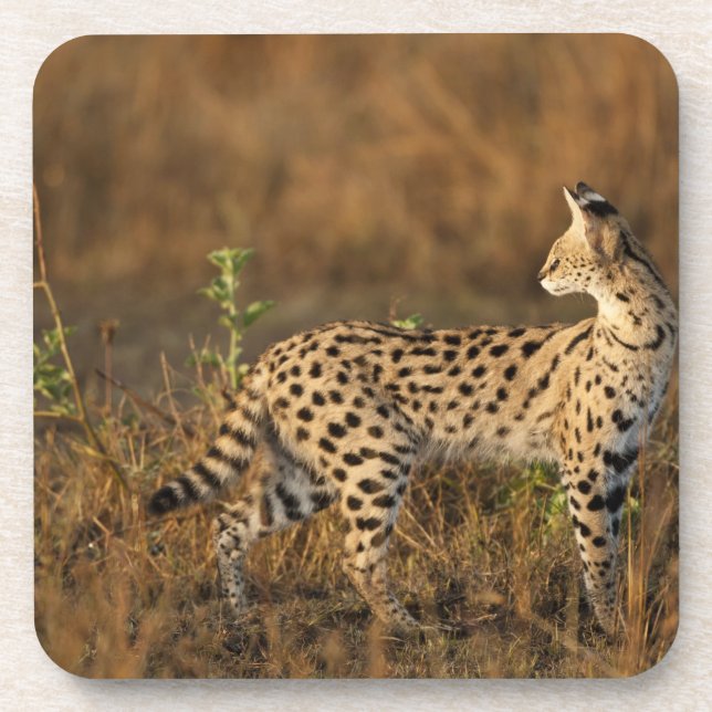 Posavasos Upper Mara, Reserva de caza Masai Mara, Kenia, (Frente)