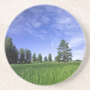 Posavasos UTAH. EE.UU. Pinos Ponderosa Pinuosa) y