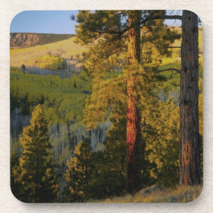 Posavasos UTAH. Pinos ponderosa y álamo temblón, otoño. Aman