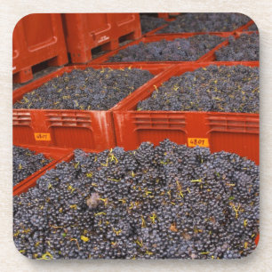 Posavasos Uvas Gamay recién llegadas de la cosecha en la