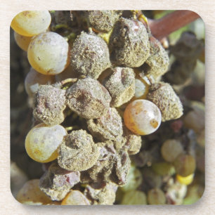 Posavasos Uvas Semillon con podredumbre noble. en el momento