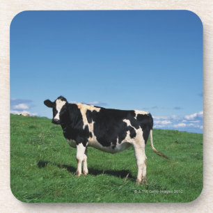 Posavasos Vaca de Holstein que se coloca en el campo,
