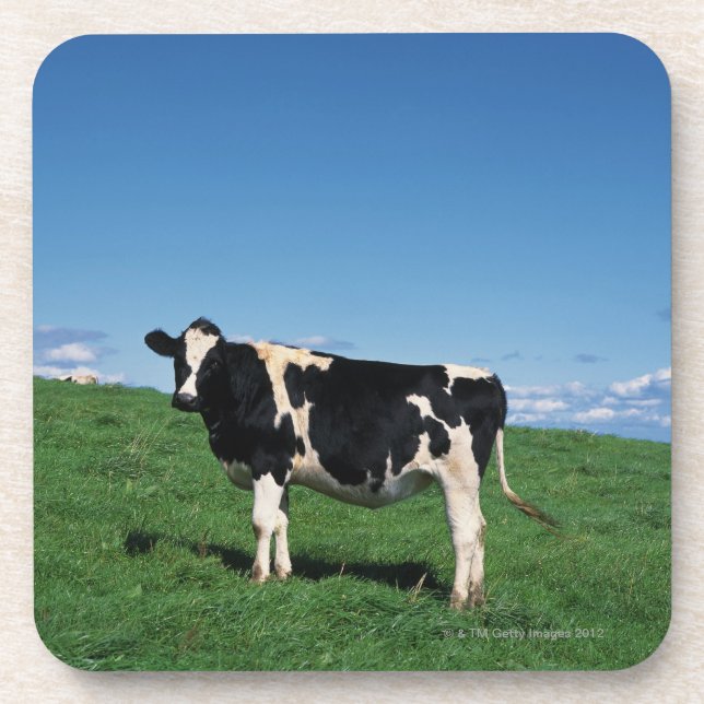 Posavasos Vaca de Holstein que se coloca en el campo, (Frente)
