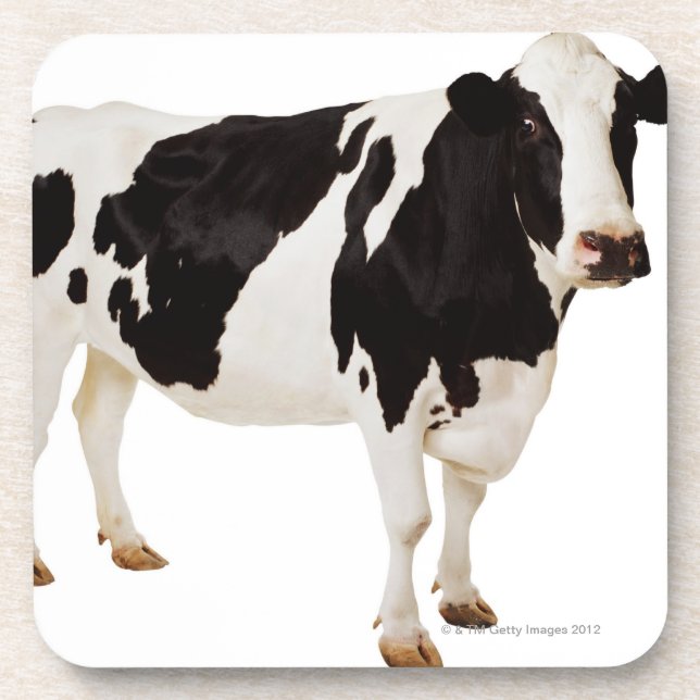 Posavasos Vaca de Holstein (tauro del Bos) (Frente)