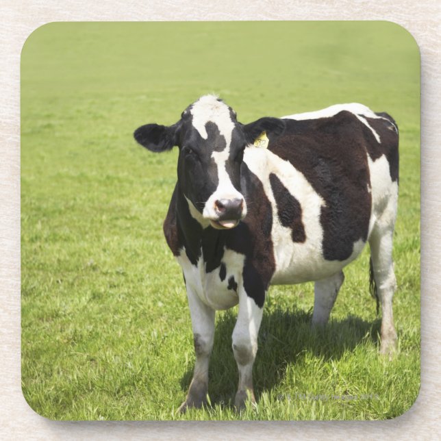 Posavasos Vaca en prado (Frente)