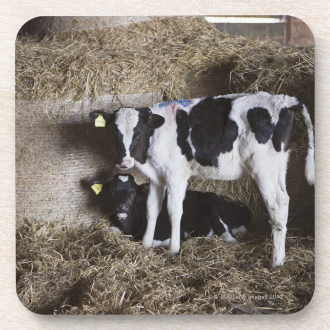 Posavasos Vacas en el granero 3 (Frente)