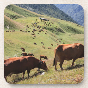 Posavasos vacas en el valle de Tarentaise - raza de Tarine