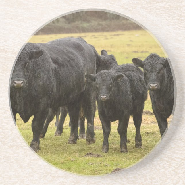 Posavasos Vacas en la lluvia (Frente)