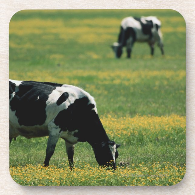 Posavasos Vacas en un campo de flores (Frente)