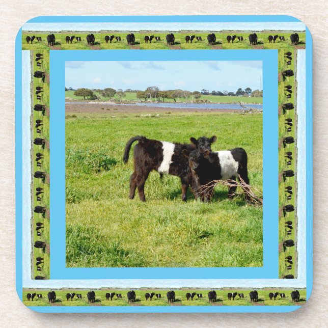 Posavasos Vacas Galloway con cinturón para bebés, (Frente)