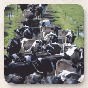 Posavasos Vacas lecheras de Fresian, aguardando el ordeño,