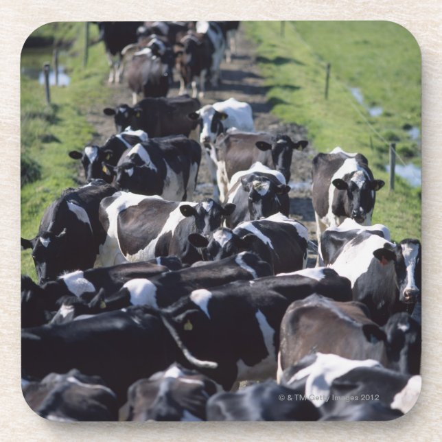 Posavasos Vacas lecheras de Fresian, aguardando el ordeño, (Frente)