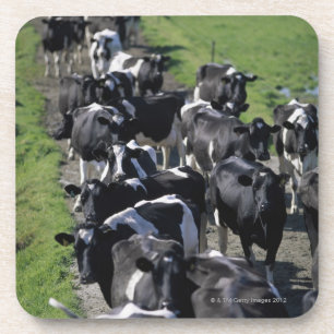 Posavasos Vacas lecheras que aguardan el ordeño