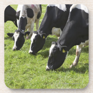 Posavasos Vacas lecheras que pastan en pasto