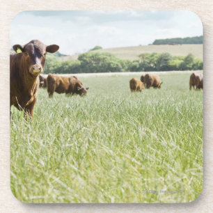 Posavasos Vacas que se colocan en prado
