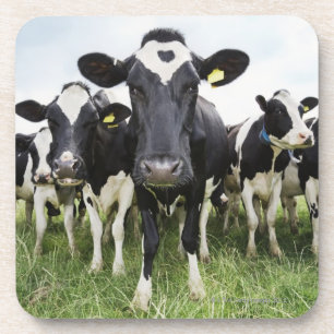 Posavasos Vacas que se colocan en una fila que mira la