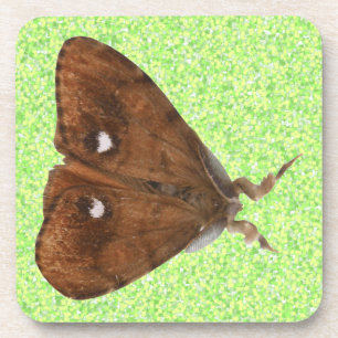 Posavasos Vapourer Moth Cork Coaster