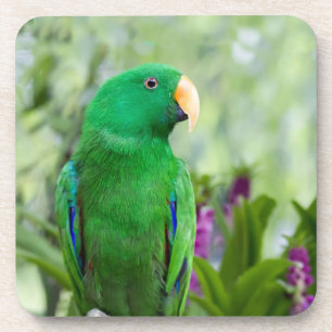Posavasos Varón del loro de Eclectus