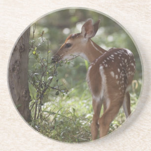 Posavasos Venado de cola blanca, Odocoileus virginianus