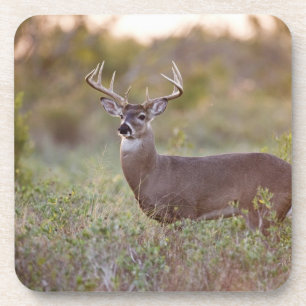 Posavasos venado de cola blanca (Odocoileus virginianus) mac