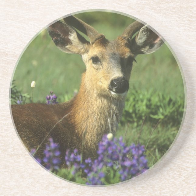 Posavasos Venado de cola negra, Odocoileus hemionus (Frente)