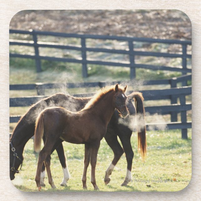 Posavasos Vermont, los E.E.U.U. (Frente)