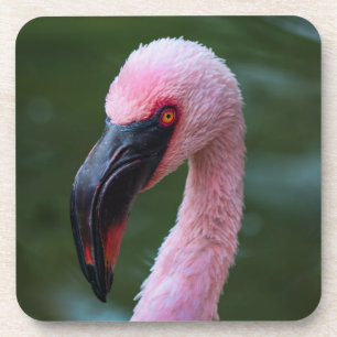 Posavasos Vibrante Retrato Flamingo - Fotografía de pájaro