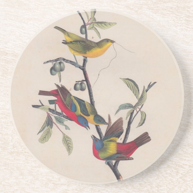 Posavasos Vida silvestre de las aves de Bunting de Audubon (Frente)