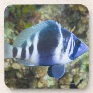 Posavasos Vida subacuática, PESCADO: Añil Hamlet