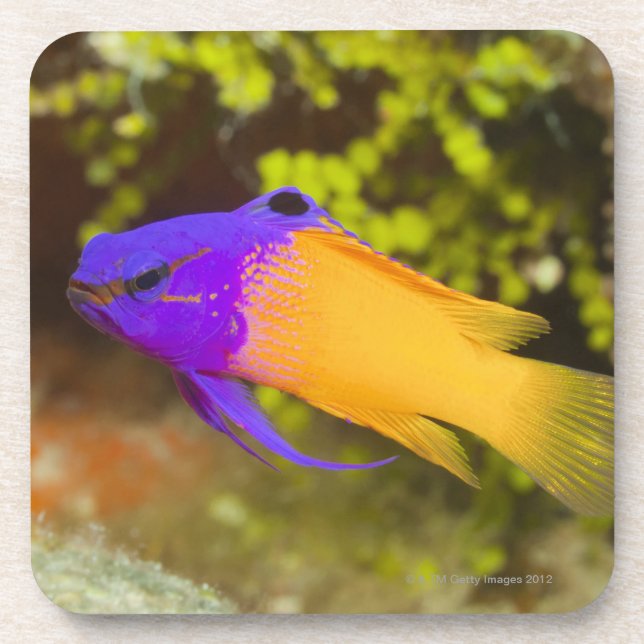 Posavasos Vida subacuática, PESCADO:  un Basslet de hadas (Frente)