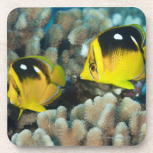 Posavasos Vida subacuática; PESCADOS: Un par de Fourspot