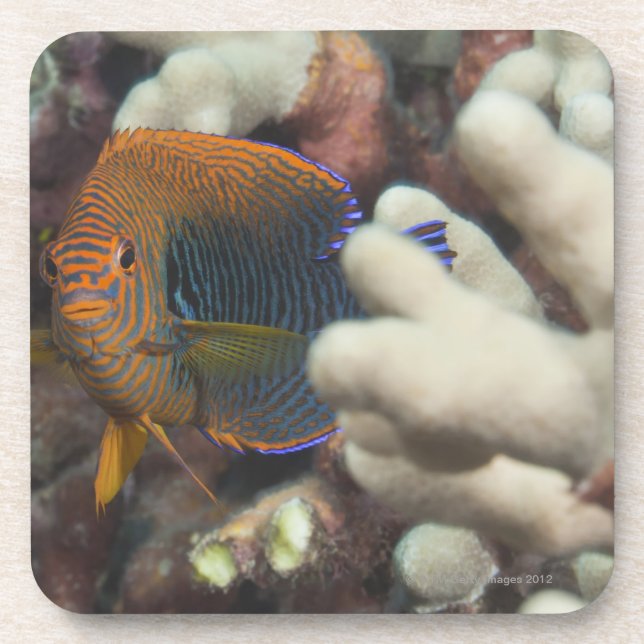 Posavasos Vida subacuática; PESCADOS: Un retrato de un (Frente)