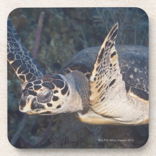 Posavasos Vida subacuática: Una tortuga de mar de Hawksbill