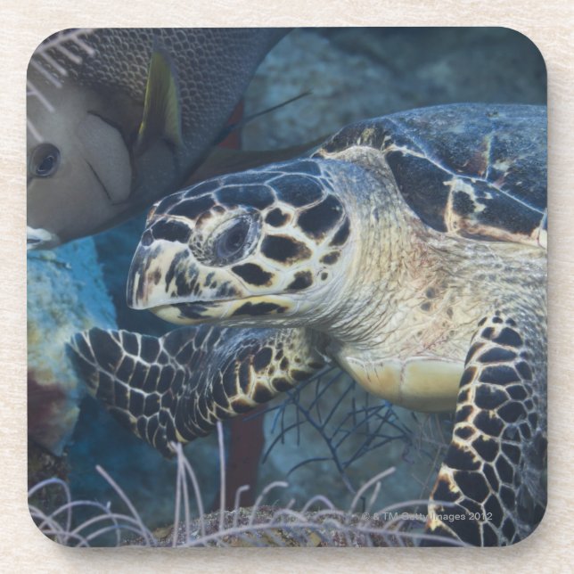 Posavasos Vida subacuática: Una tortuga de mar de Hawksbill (Frente)
