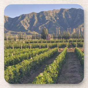 Posavasos vides de Cabernet Sauvignon en Huailai Rongchen