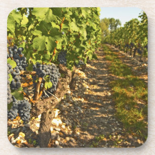 Posavasos vides de Cabernet Sauvignon en una fila en la