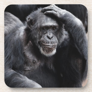 Posavasos Viejos castaños de Chimpanzee